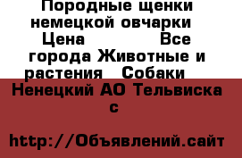 Породные щенки немецкой овчарки › Цена ­ 24 000 - Все города Животные и растения » Собаки   . Ненецкий АО,Тельвиска с.